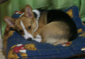 ���C�ɓ���̃N�b�V�����ŐQ�Ă܂�